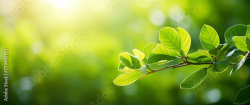 a green background with some green leaves in the style  ff5aa007-9268-47ce-b345-d02bff5f6d53 photo