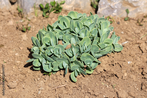 Vászonkép Homegrown Sedum or Stonecrop hardy succulent ground cover perennial green plant