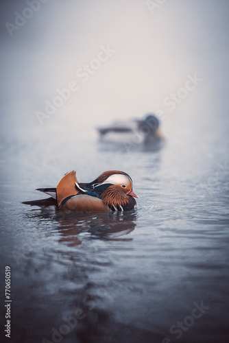 Mandarin duck swimming in river