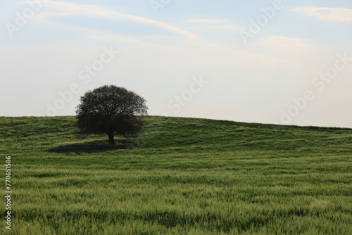 a lone tree in the field 