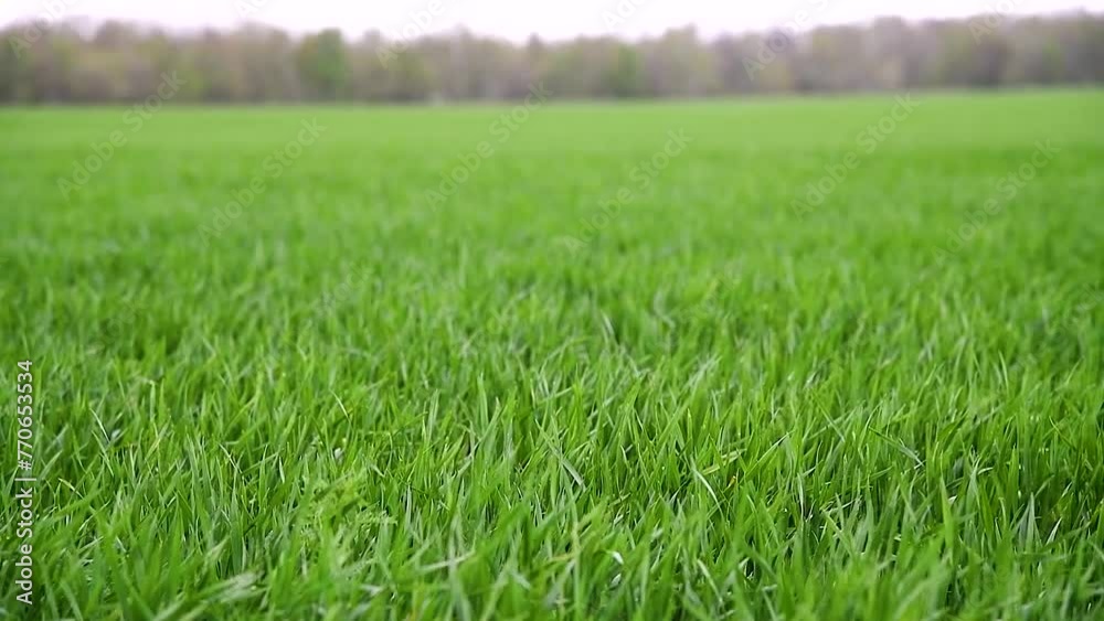 Green sprouts of winter wheat on the field Green sprouts of winter wheat on the field