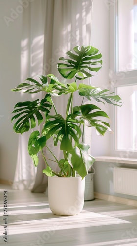 Lush Monstera deliciosa plant basking in sunlight by a window in a modern home setting