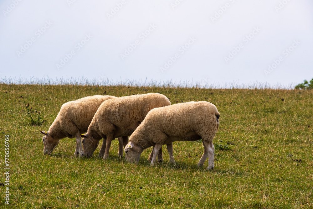 Sheep grazing on a dike on the North Sea near Butjadingen Sheep grazing on a dike on the North Sea near Butjadingen