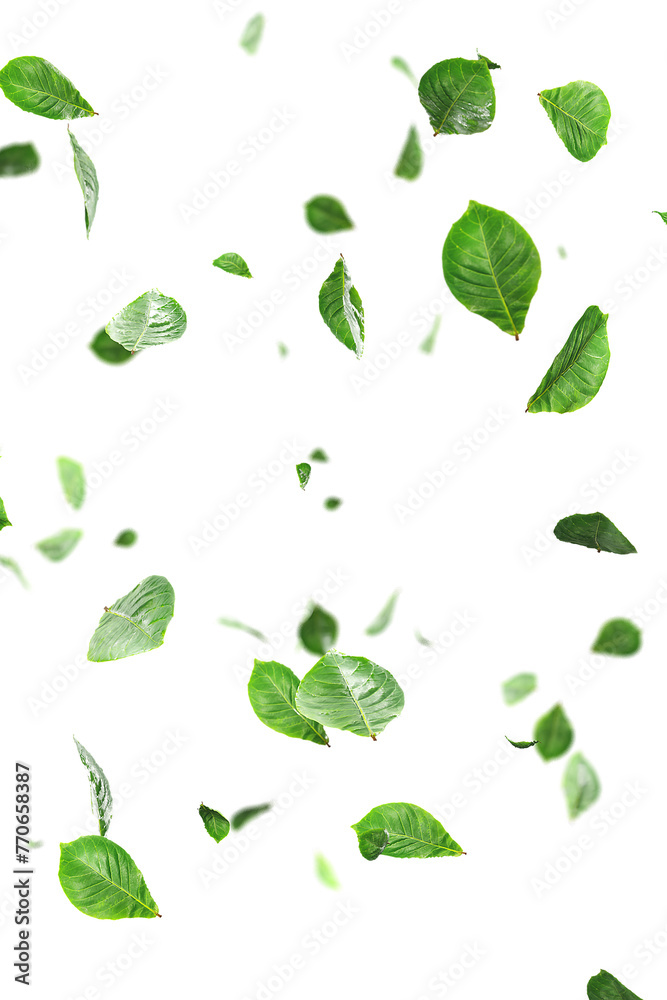 Fresh green leaves overlay greenery