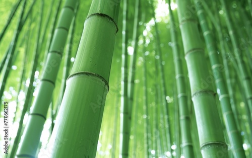 A row of green bamboo trees with the sun shining through the leaves