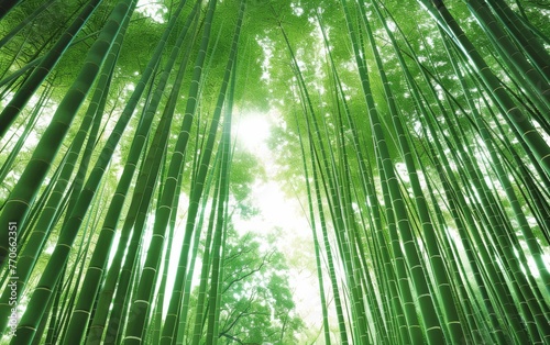 A row of green bamboo trees with the sun shining through the leaves