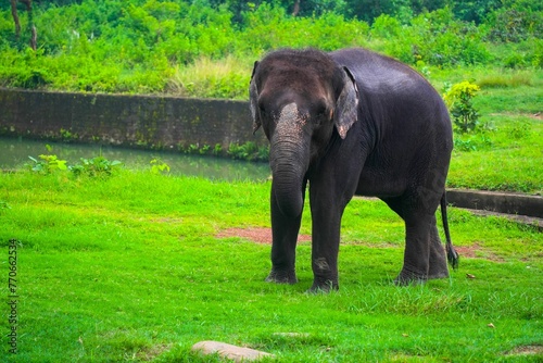 Indian elephant walking across a lush green field in front of an old brick wall