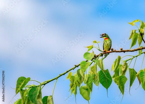 Coppersmith barbet perched atop a tree branch in Guwahati, Assam, India.