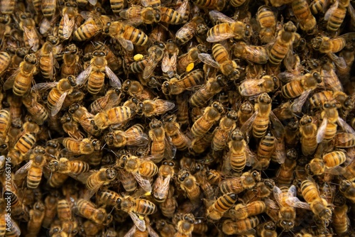 Macro shot of a swarm of bees, clustered together on one another in a small area photo