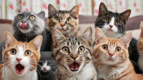 Grupo de gatos engraçados com expressão de impressionados  © Vitor