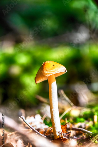 Mushroom on a fall day in Pennsylvania