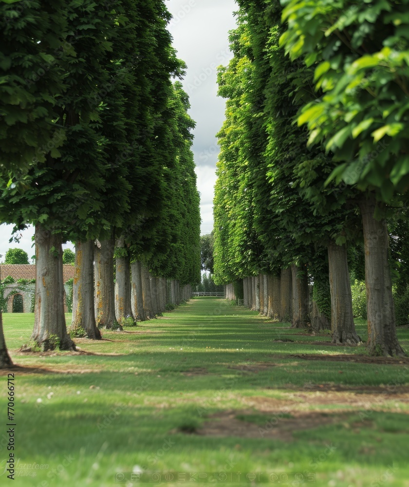 A path runs through a grove of tall trees