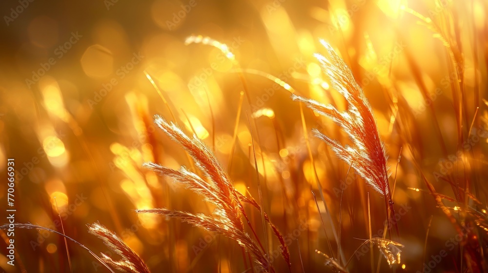 A field of tall grass with the sun shining on it A field of tall grass with the sun shining on it