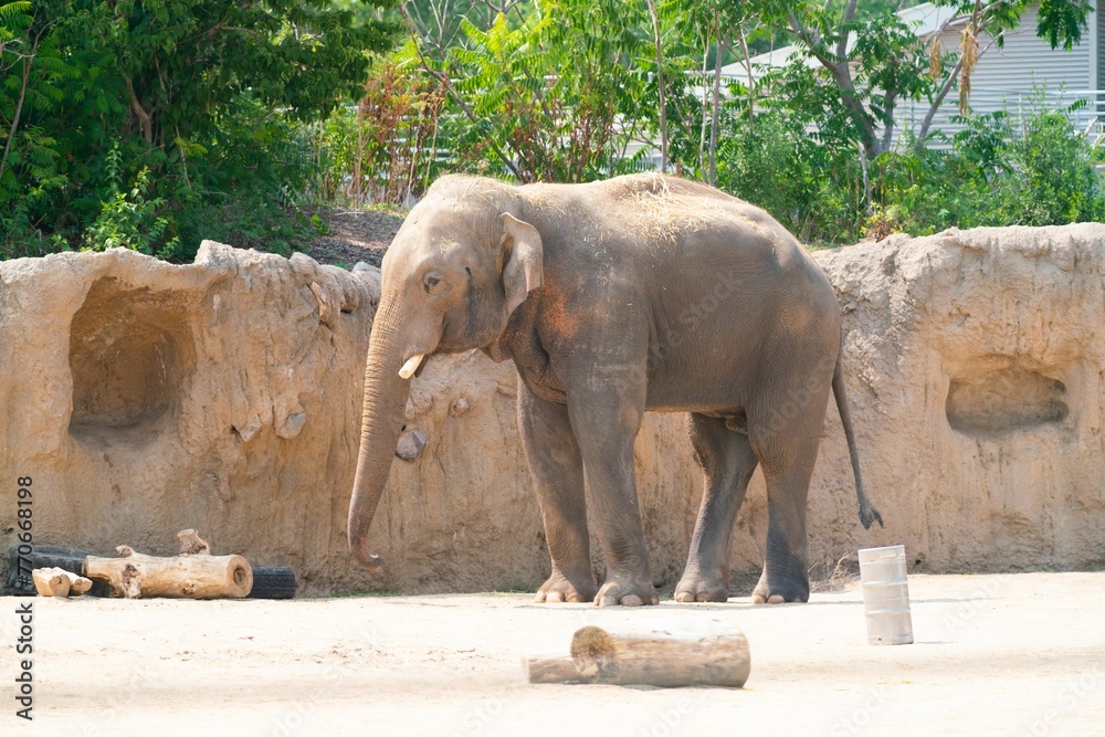 Closeup of an elephant walking in a zoo on a sunny day