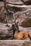 Vertical of a brown ram perched on a rocky surface in a zoo