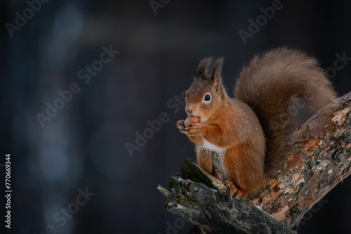 Squirrel perched on a tree branch holding a nut in its paws. © Wirestock