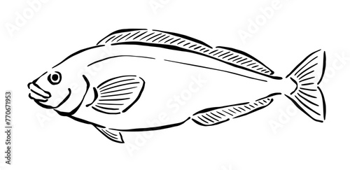 ほっけの線画イラスト　手描き、筆風