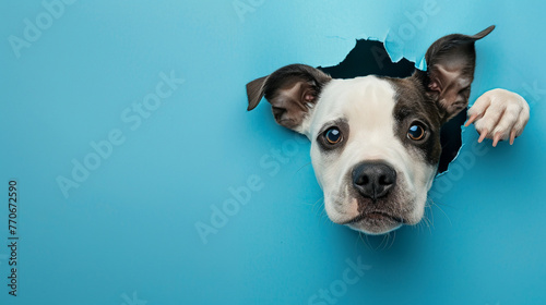 A dog peeking through the hole in blue paper background with copy space © Imran