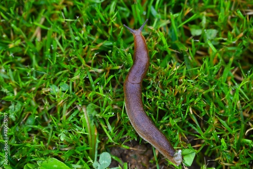 Closeup of a slug on green grass © Wirestock