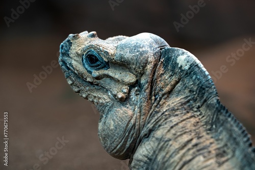 Closeup shot of details on a mona ground iguana face