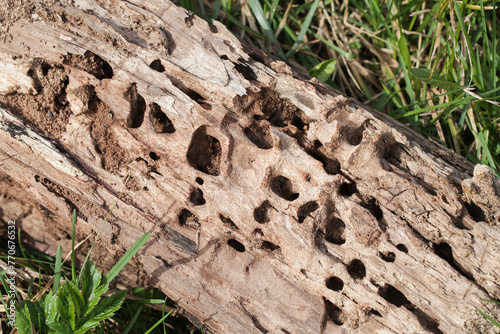 Woodworm borer tunels pattern. Dead tree infested by larvas macro surface texture. Infected tree on forest ground. Fallen broken tree on grass.