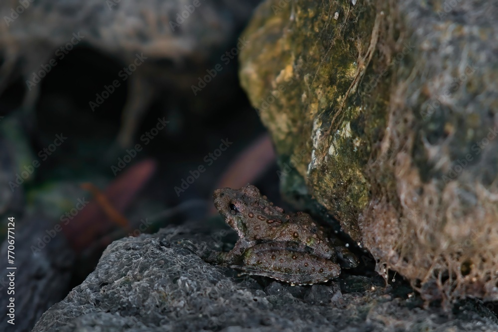 Naklejka premium Closeup of a a frog perched atop a rocky outcropping covered in lush, green moss
