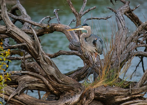 Closeup of a Great Blue Heron perched on a crooked tree