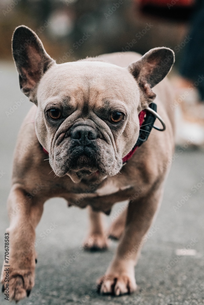 French Bulldog running down the street with its bright collar firmly in place