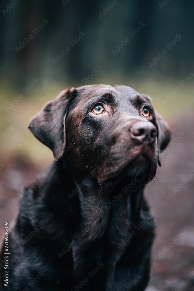Portrait of an adorable black labrador retriever in a park