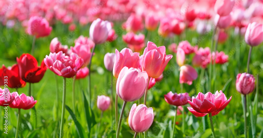 Spring floral nature background with bright pink tulips flowers. blossoming spring season artistic image. Beautiful flowering tulips field landscape.