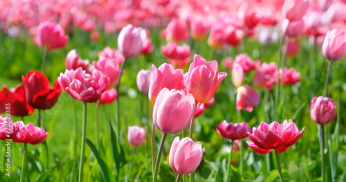 Spring floral nature background with bright pink tulips flowers. blossoming spring season artistic image. Beautiful flowering tulips field landscape. © Ju_see
