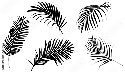 Set of Palm Leaves, Silhouette, Collection, Shadow, Tropical Plants, Branch, Natural, Isolated, Black, Vector Illustration