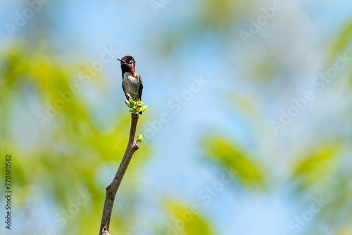 Bumblebee hummingbird perched on a thin twig against a backdrop of lush green foliage