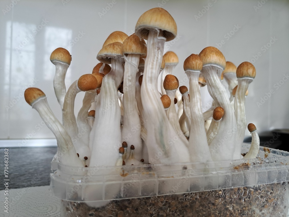 Variety of mushrooms are growing in a container on a kitchen countertop - obrazy, fototapety, plakaty 