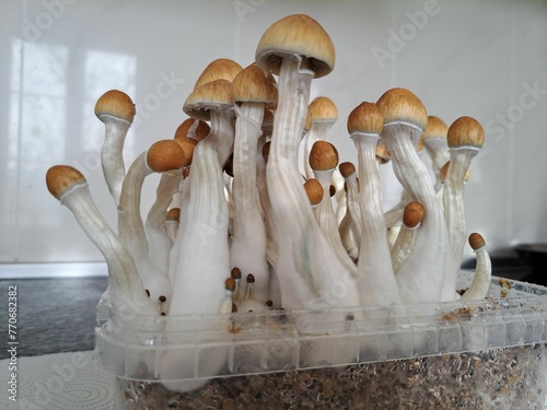 Variety of mushrooms are growing in a container on a kitchen countertop