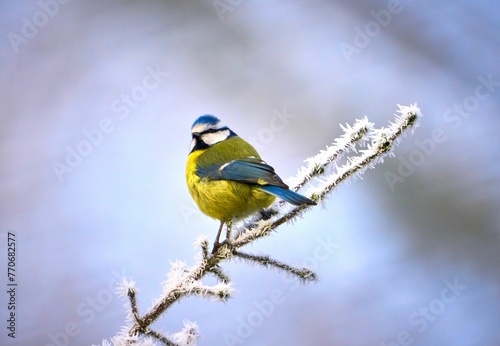 Blue tit perched on a frosty branch © Wirestock