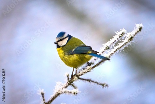 Blue tit perched on a frosty branch © Wirestock