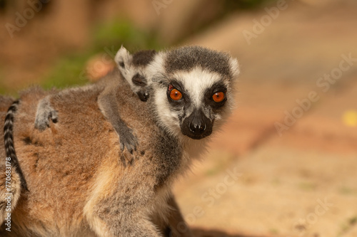 Portrait of a mother lemur and her baby sleeping on her back. Lemur catta