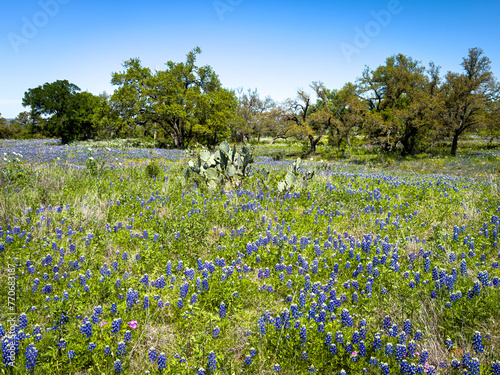 Profusion of Wildflowers, predominately Blue Bonnets on the roadsides during Texas in Spring photo