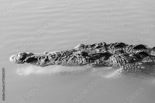 Grayscale shot of details on a crocodile swimming in the Riviera Maya