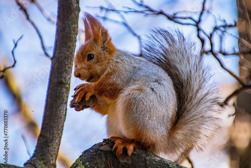 A large fluffy gray-brown squirrel with fluffy ears and small paws eats a nut on a tree branch close-up 