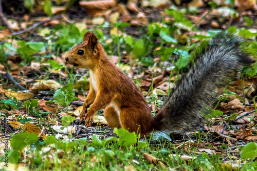 A small brown squirrel with a fluffy dark gray tail sits on the ground among green grass close-up 