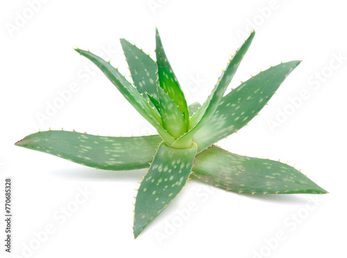 Green leaves of aloe plant close up.
