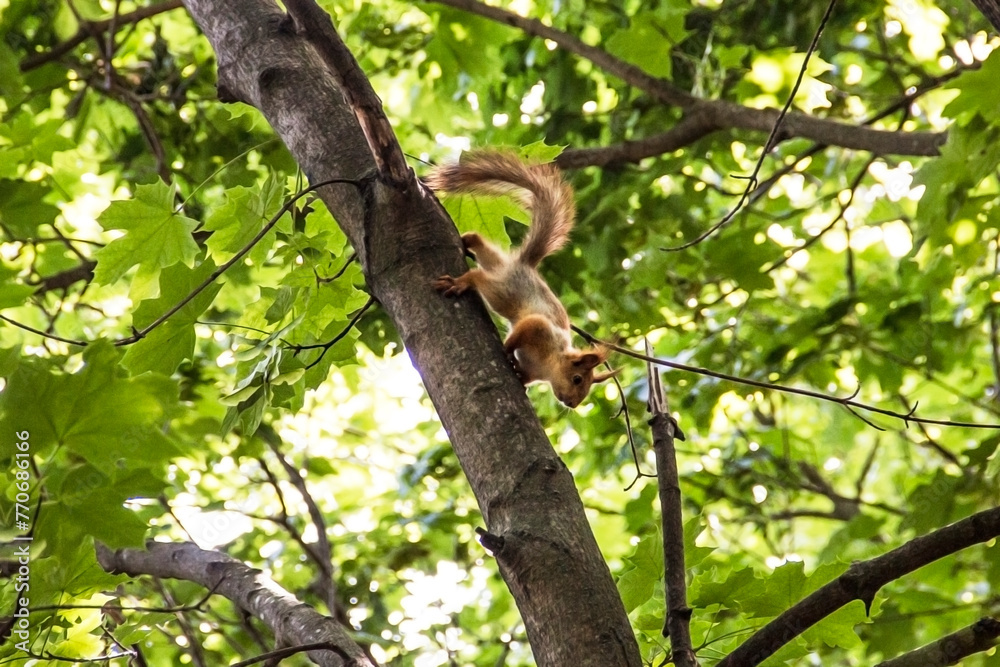 A fluffy squirrel climbs down the bark of a tree on a trunk in the park
A fluffy squirrel climbs down the bark of a tree on a trunk in the park