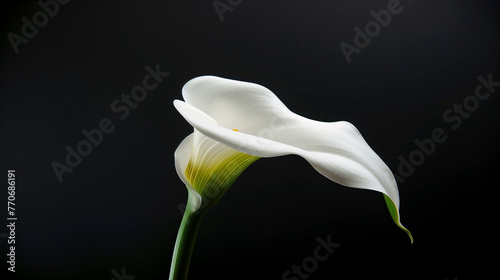 Single calla lily in spotlight. A striking calla lily illuminated against a dark background, highlighting its elegant form