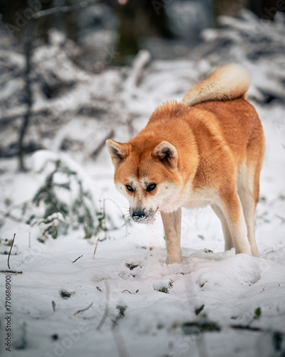 dog in snow