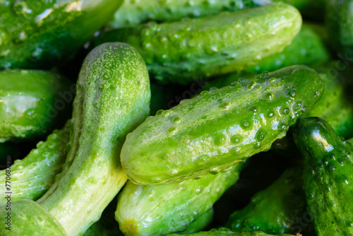 Fresh washed farm eco fruit cucumbers close up