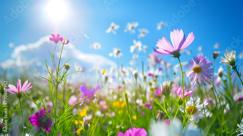 Wildflowers in a Field with Sun Flare and Blue Sky