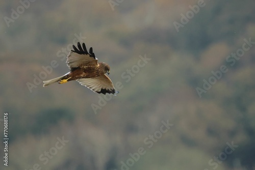 Marsh harrier during flight, a male swooping low
