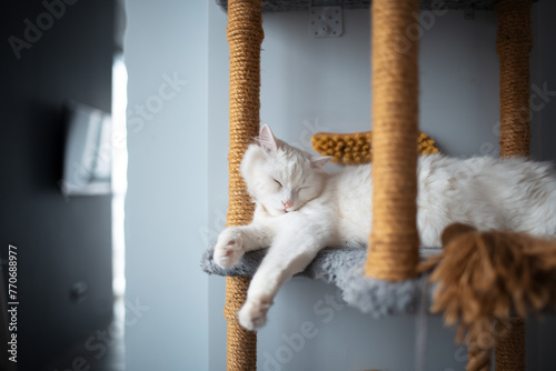 Portrait of white cat with blue eyes sleeping on his cat house tree.